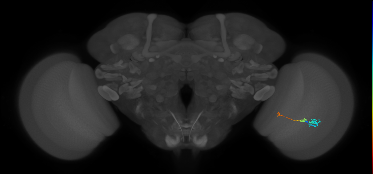 Tm6_R (MaleCNS:99889)