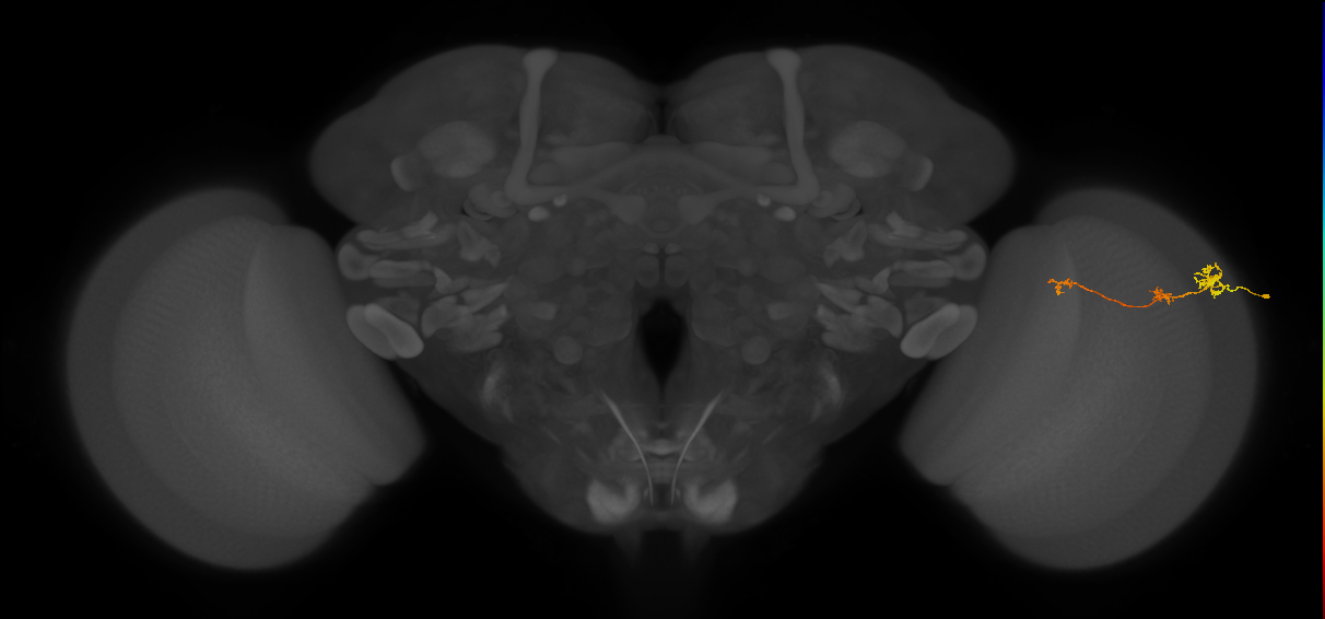 Tm6_R (MaleCNS:145634)