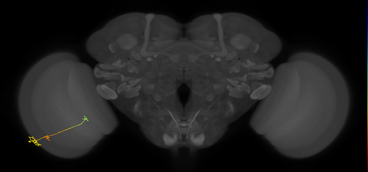 Tm6_L (MaleCNS:104394)