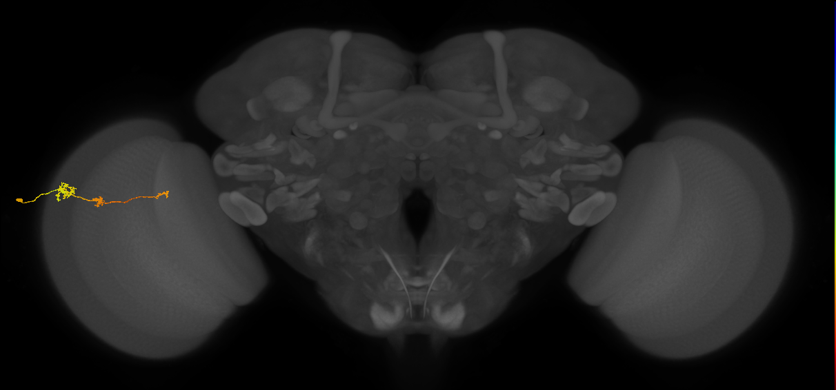 Tm6_L (MaleCNS:97338)