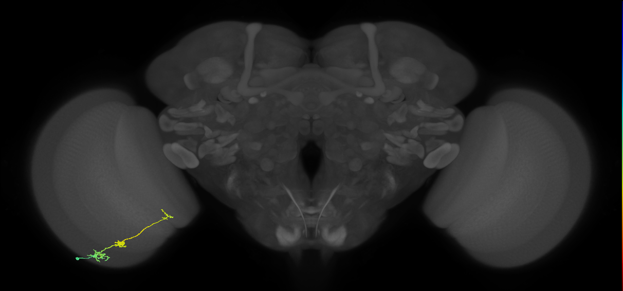 Tm6_L (MaleCNS:116772)