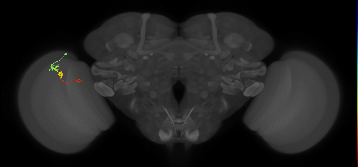 Tm6_L (MaleCNS:526802)