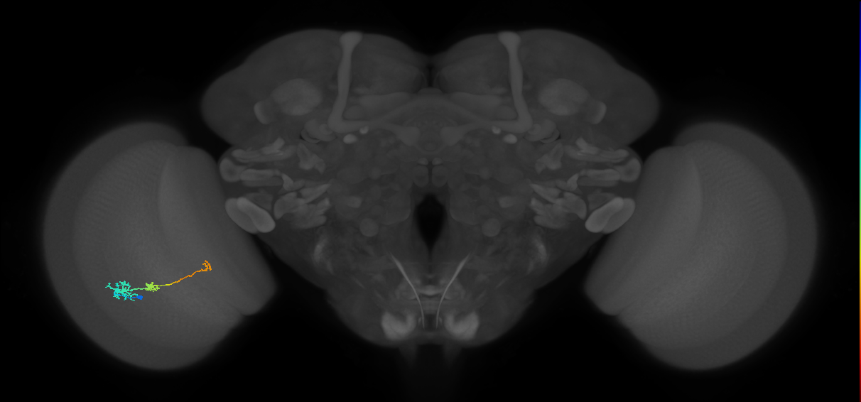 Tm6_L (MaleCNS:155739)