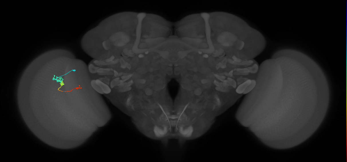 Tm6_L (MaleCNS:536193)