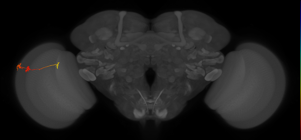 Tm6_L (MaleCNS:155811)