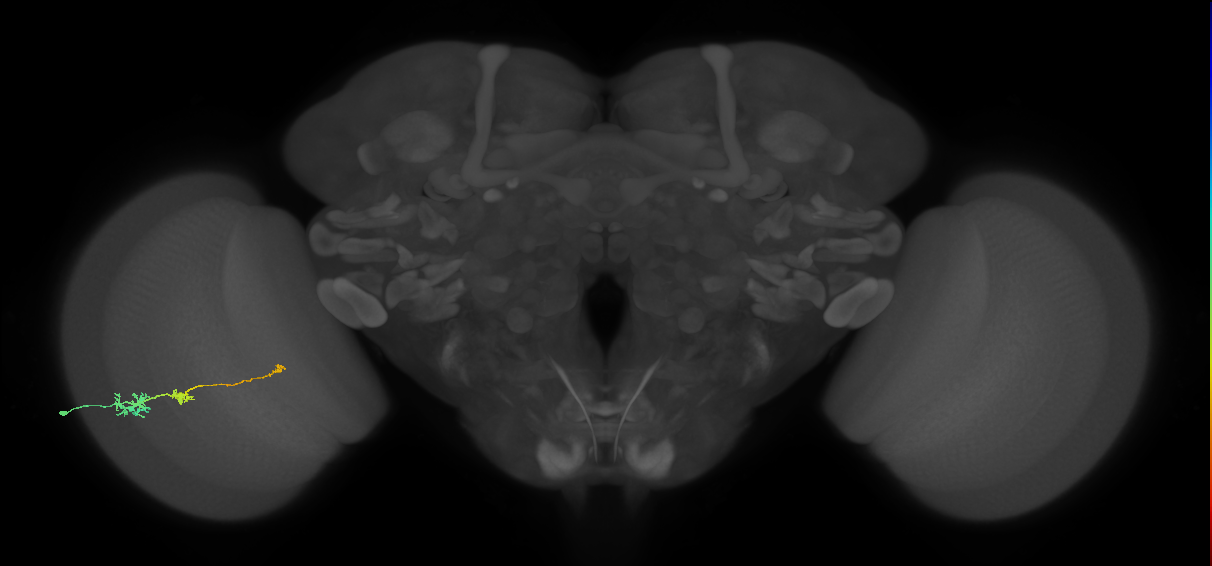 Tm6_L (MaleCNS:518417)