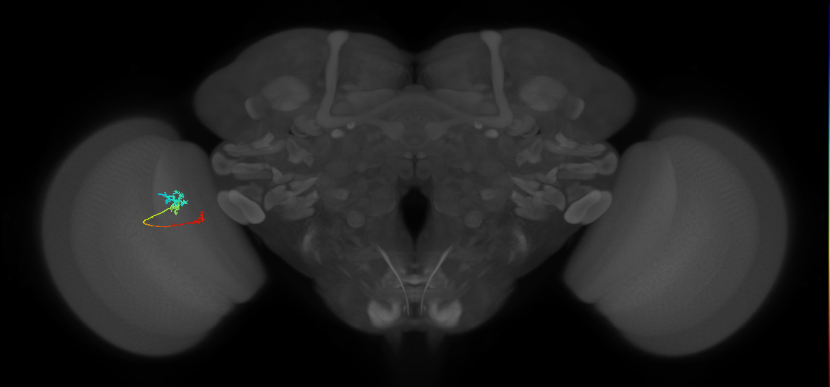 Tm6_L (MaleCNS:518898)
