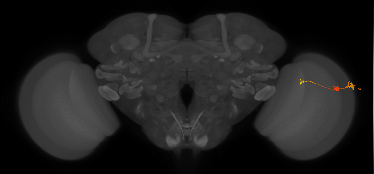 Tm6_R (MaleCNS:136818)