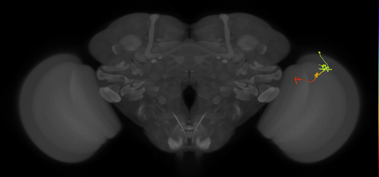 Tm6_R (MaleCNS:108322)