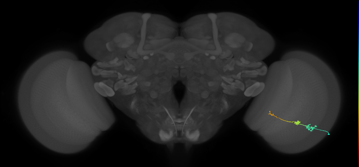 Tm6_R (MaleCNS:115858)