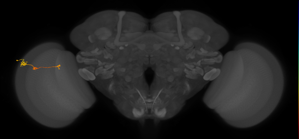 Tm6_L (MaleCNS:148154)