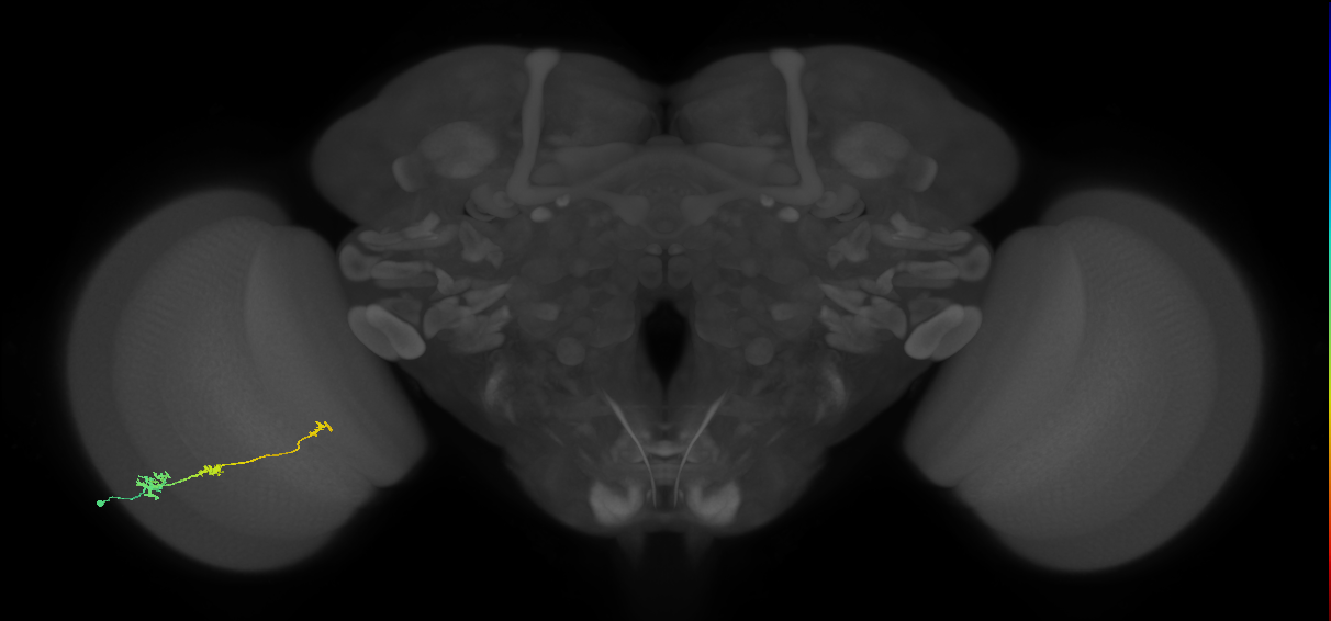 Tm6_L (MaleCNS:542656)