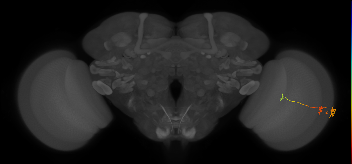 Tm6_R (MaleCNS:547333)