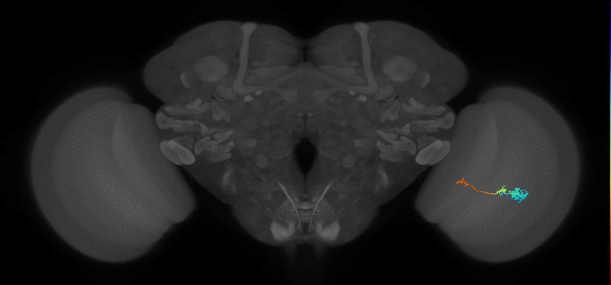 Tm6_R (MaleCNS:100687)