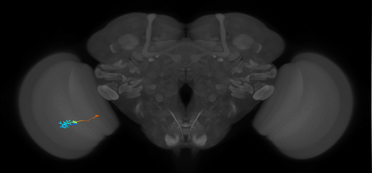 Tm6_L (MaleCNS:551336)
