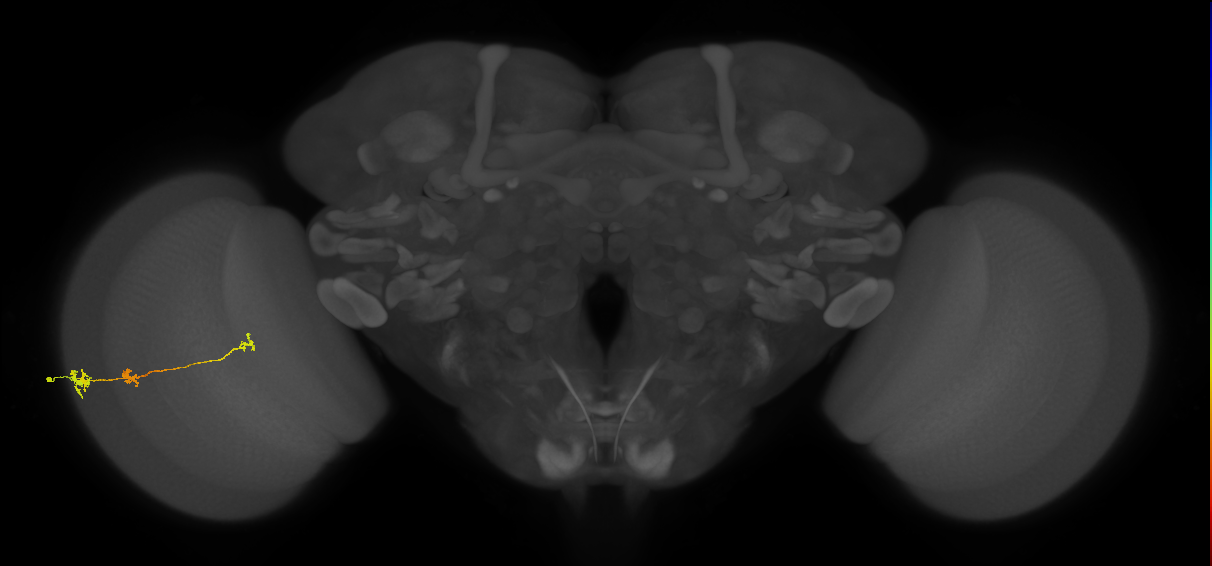 Tm6_L (MaleCNS:519427)