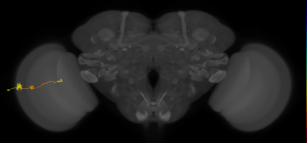 Tm6_L (MaleCNS:516895)