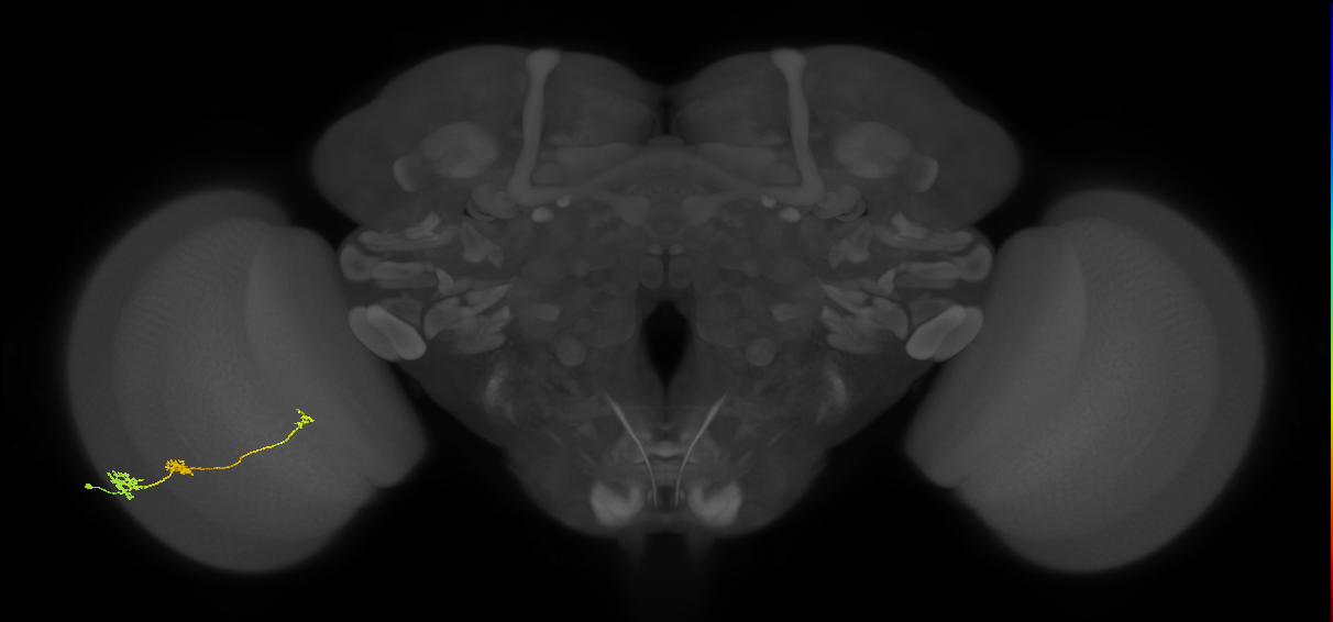 Tm6_L (MaleCNS:34294)