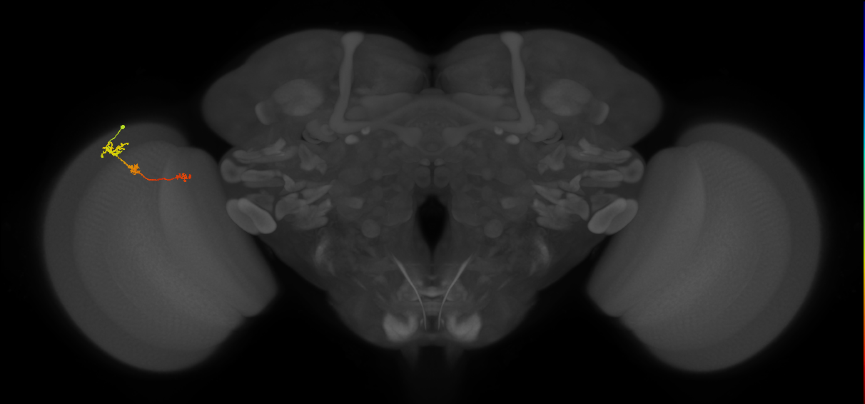 Tm6_L (MaleCNS:118119)
