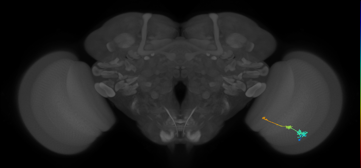 Tm6_R (MaleCNS:111707)