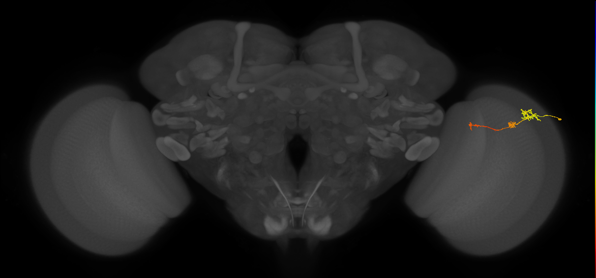 Tm6_R (MaleCNS:117809)