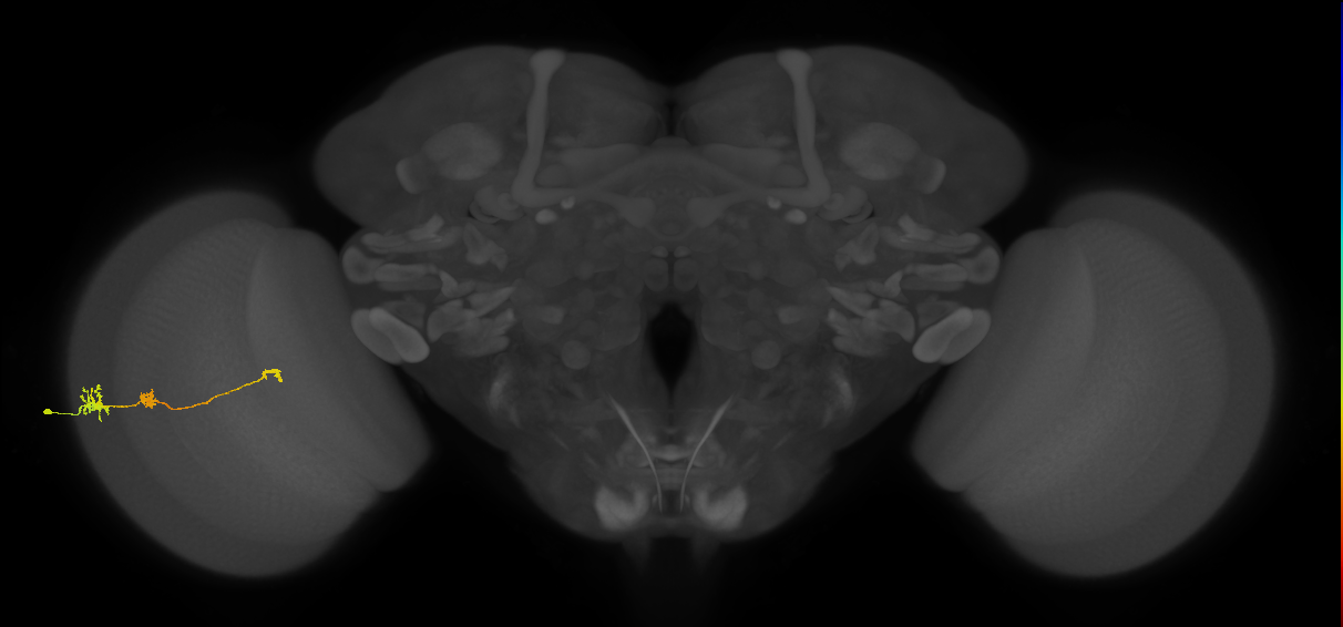 Tm6_L (MaleCNS:542125)