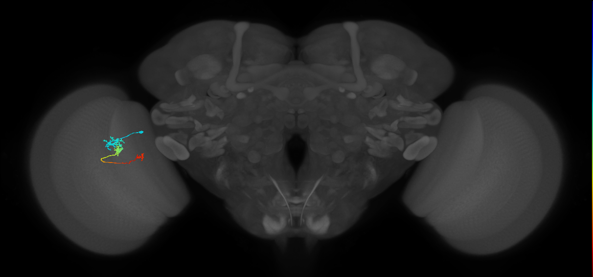 Tm6_L (MaleCNS:143711)