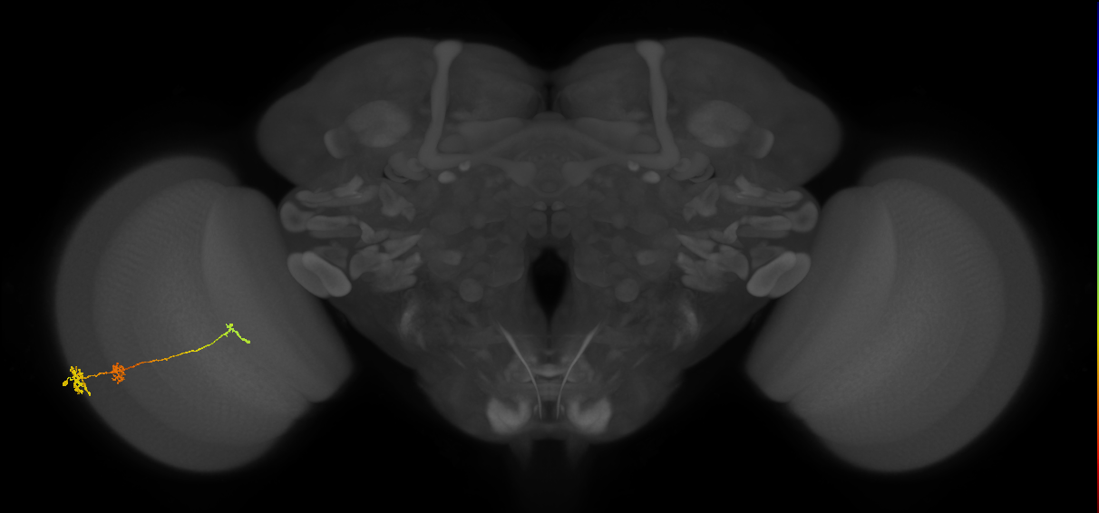 Tm6_L (MaleCNS:52096)