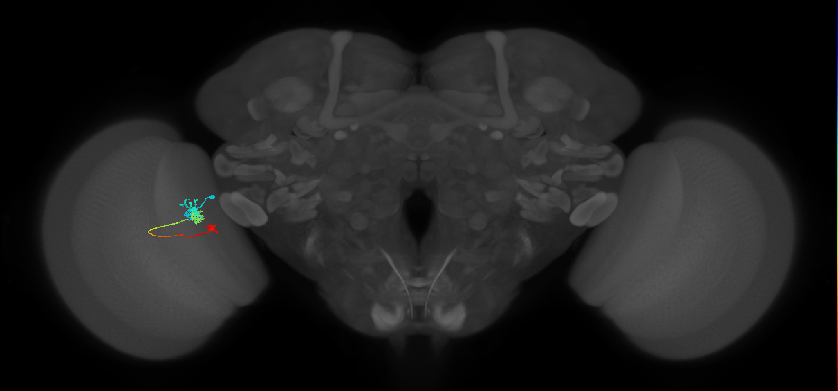 Tm6_L (MaleCNS:550058)