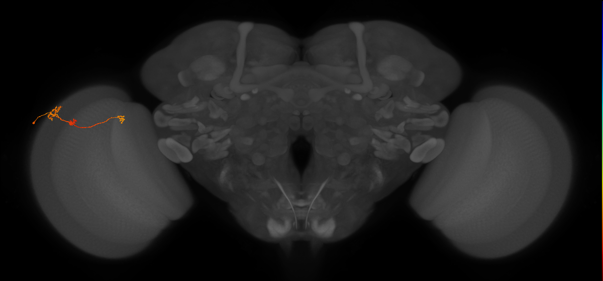Tm6_L (MaleCNS:130562)