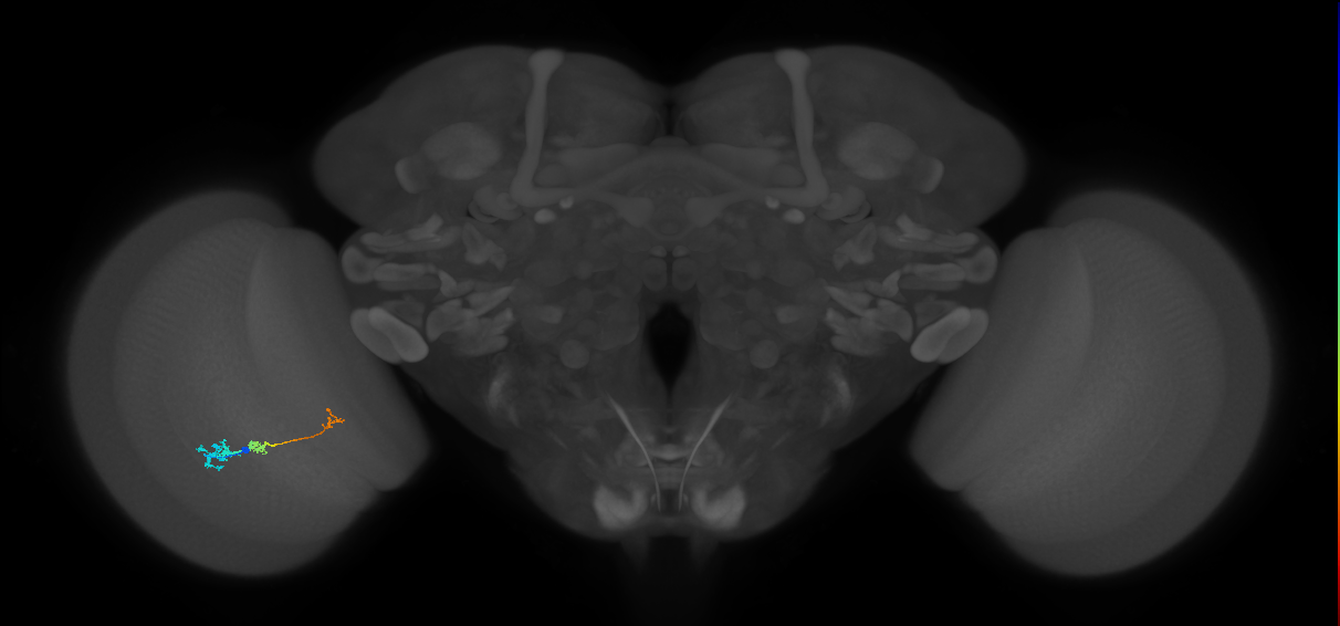 Tm6_L (MaleCNS:155083)