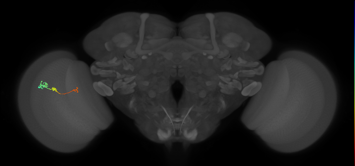 Tm6_L (MaleCNS:526913)