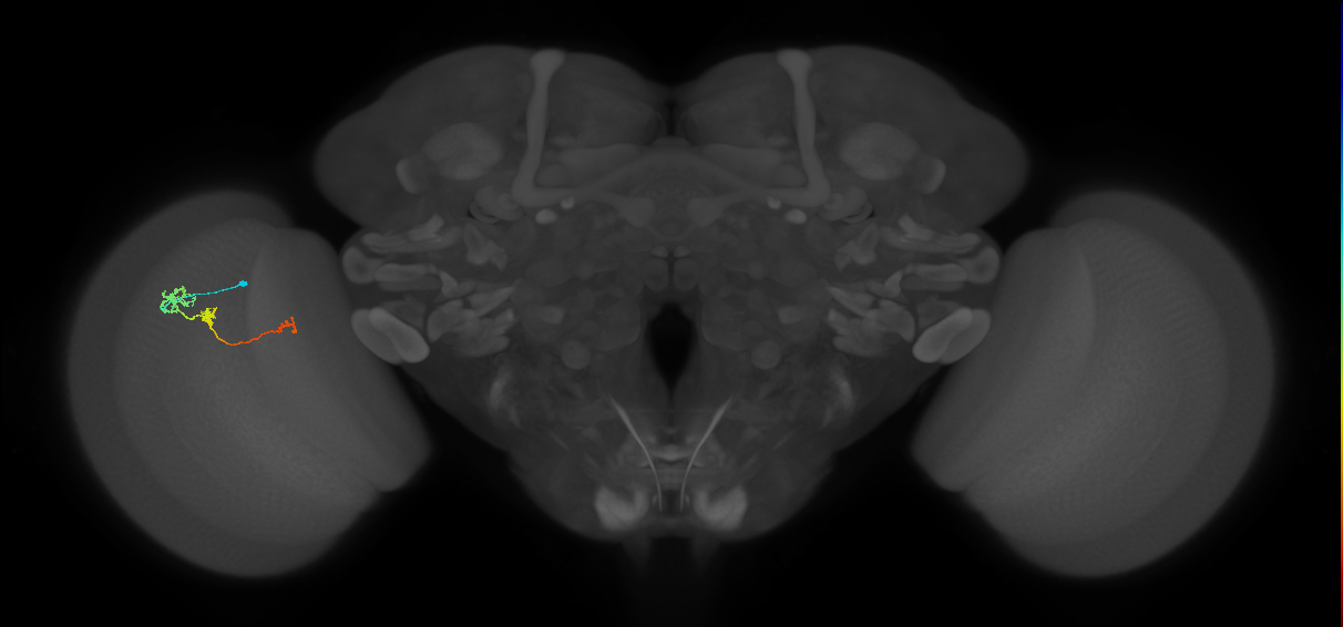 Tm6_L (MaleCNS:545817)