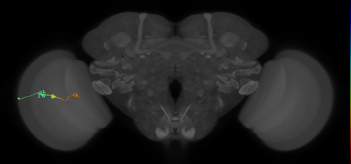 Tm6_L (MaleCNS:103241)