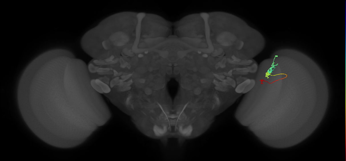Tm6_R (MaleCNS:102135)