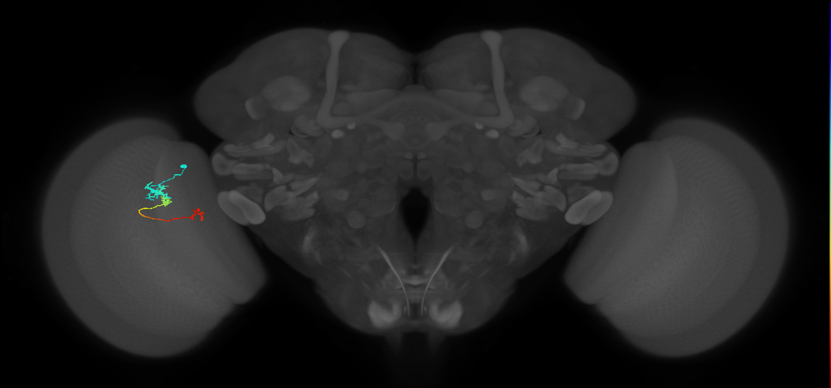 Tm6_L (MaleCNS:66485)