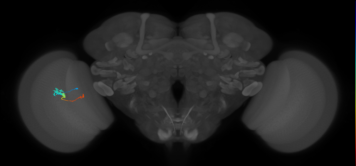 Tm6_L (MaleCNS:147242)