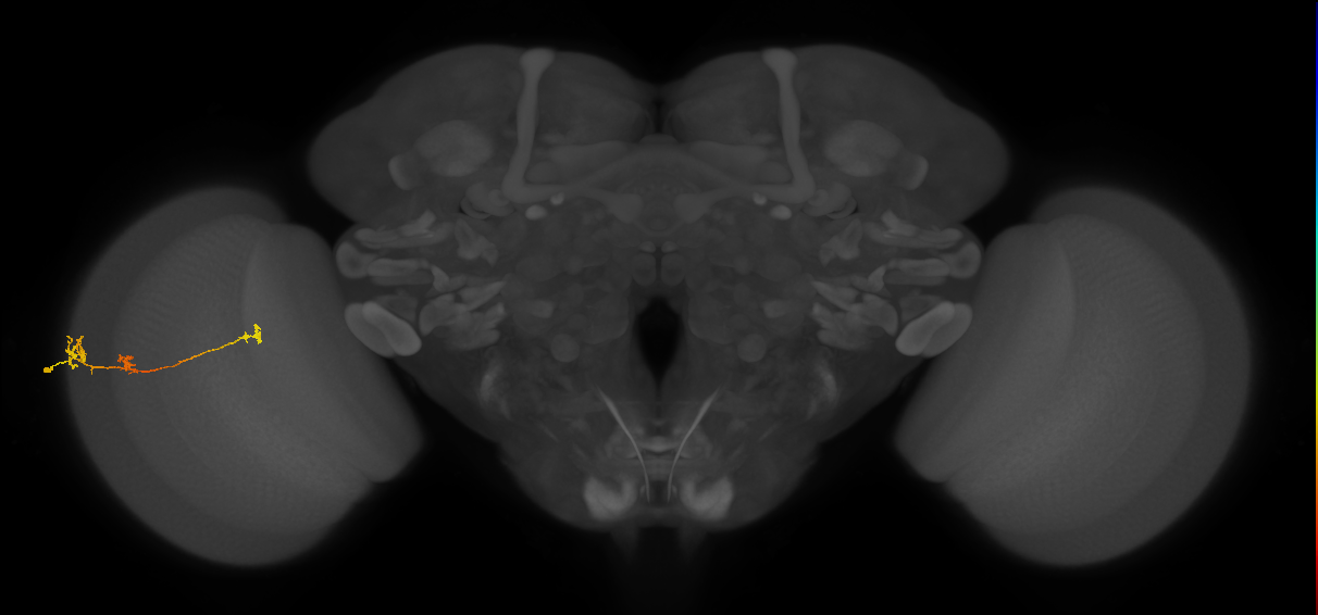 Tm6_L (MaleCNS:105052)