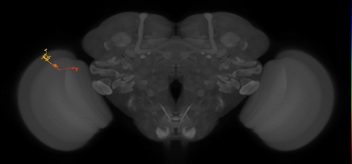 Tm6_L (MaleCNS:111591)