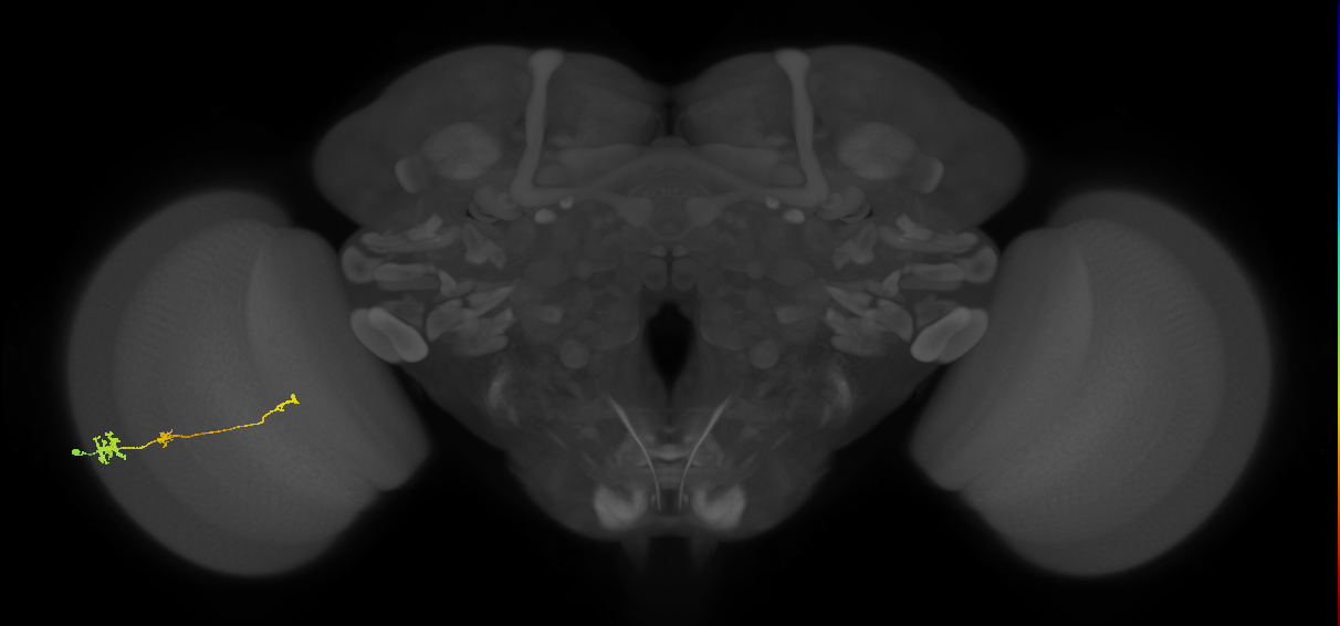 Tm6_L (MaleCNS:546761)