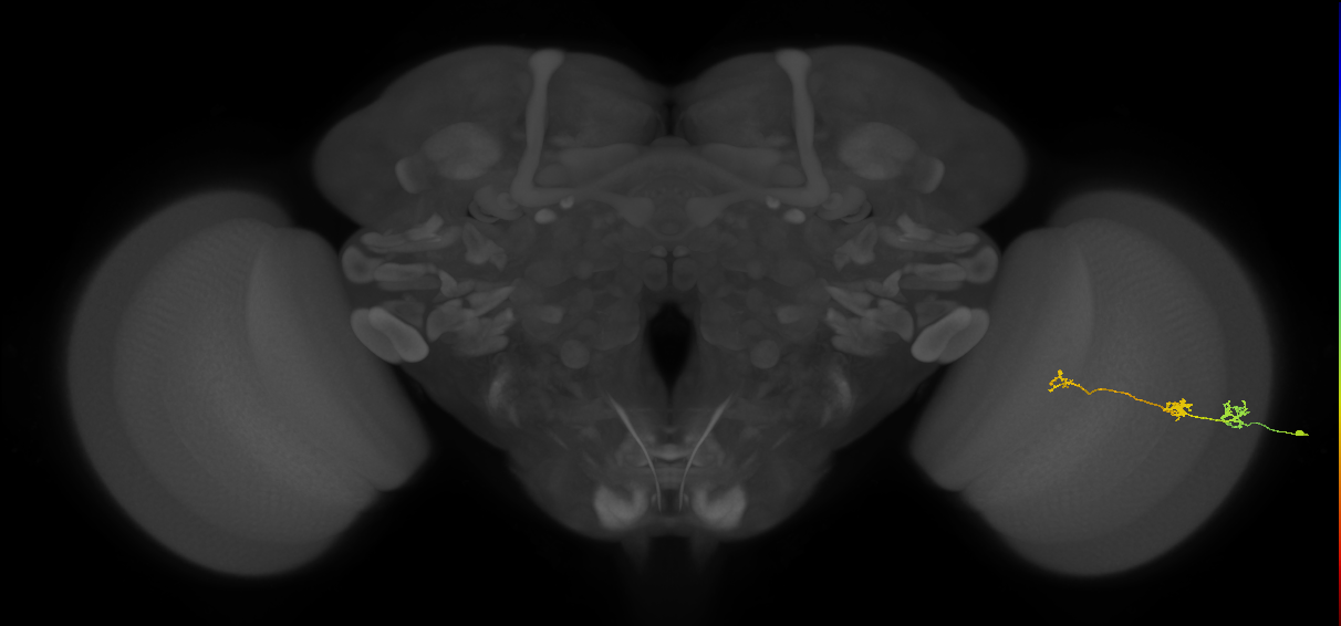Tm6_R (MaleCNS:96179)