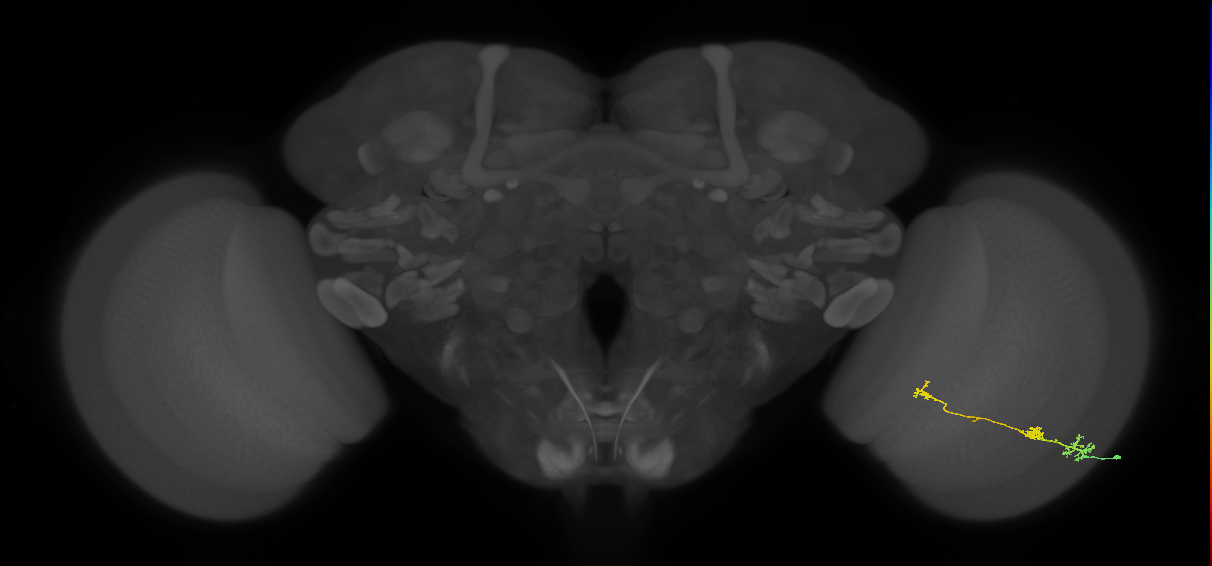 Tm6_R (MaleCNS:103472)