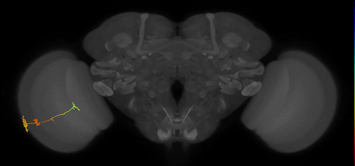 Tm6_L (MaleCNS:530316)