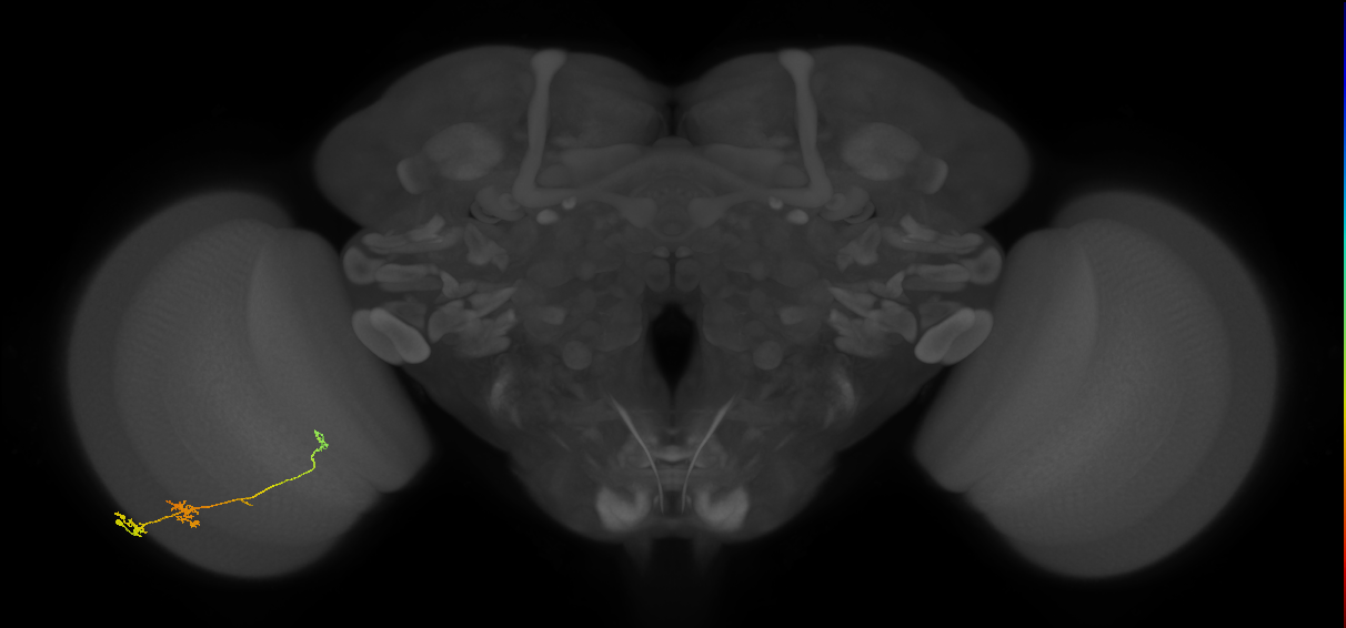 Tm6_L (MaleCNS:115771)