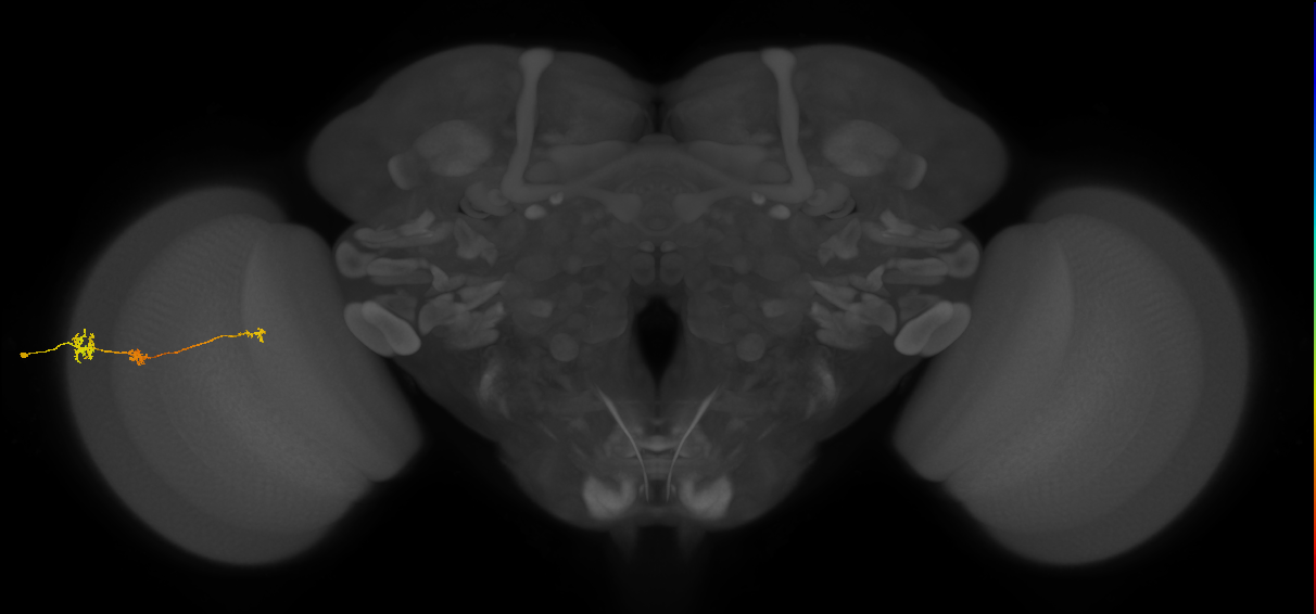Tm6_L (MaleCNS:118979)