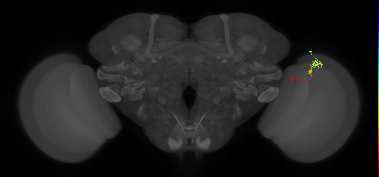 Tm6_R (MaleCNS:114311)
