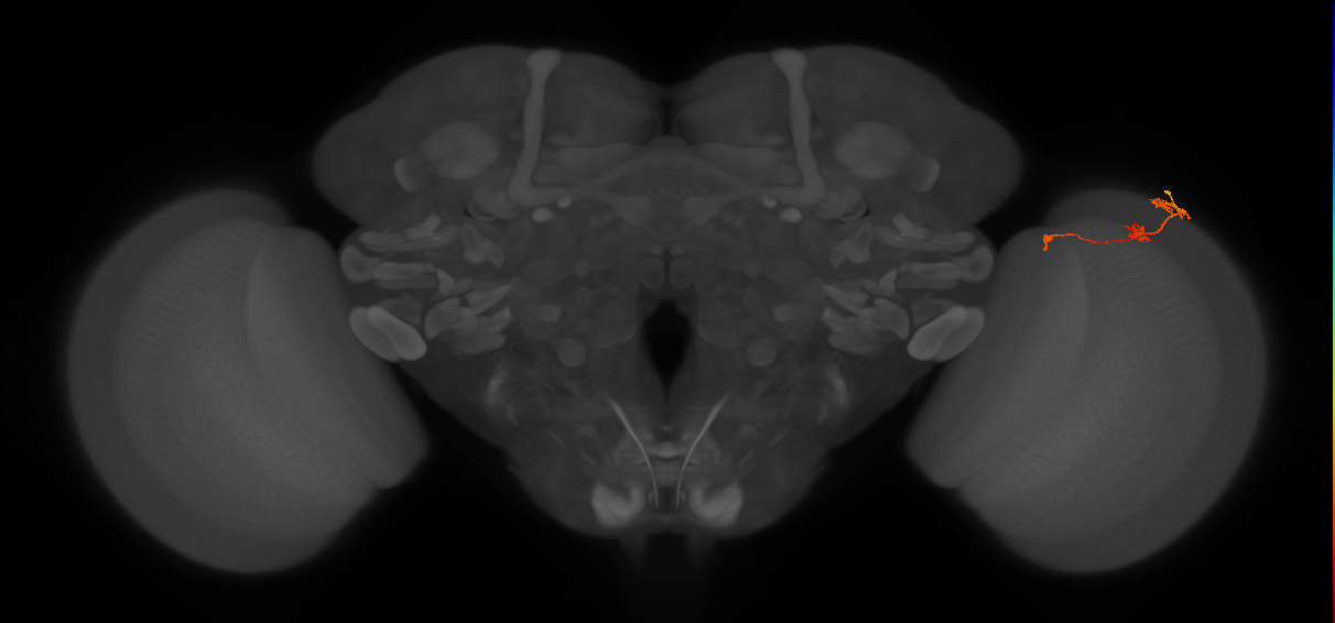 Tm6_R (MaleCNS:113217)