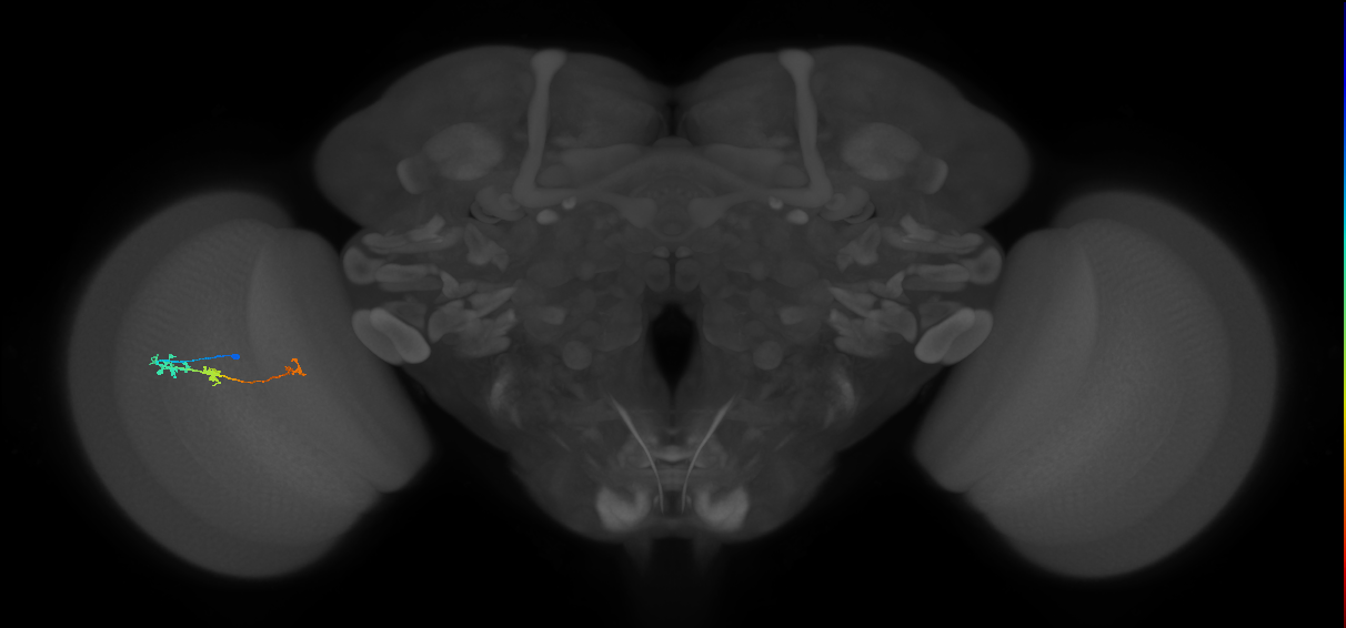 Tm6_L (MaleCNS:532181)