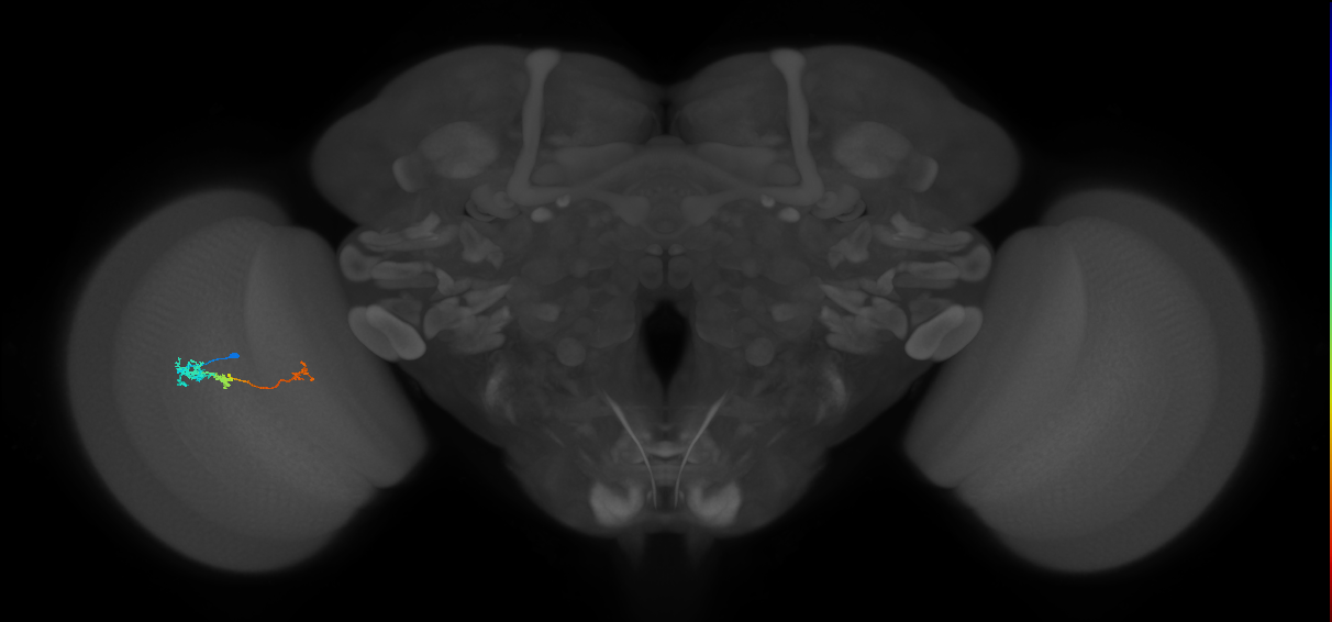 Tm6_L (MaleCNS:153700)