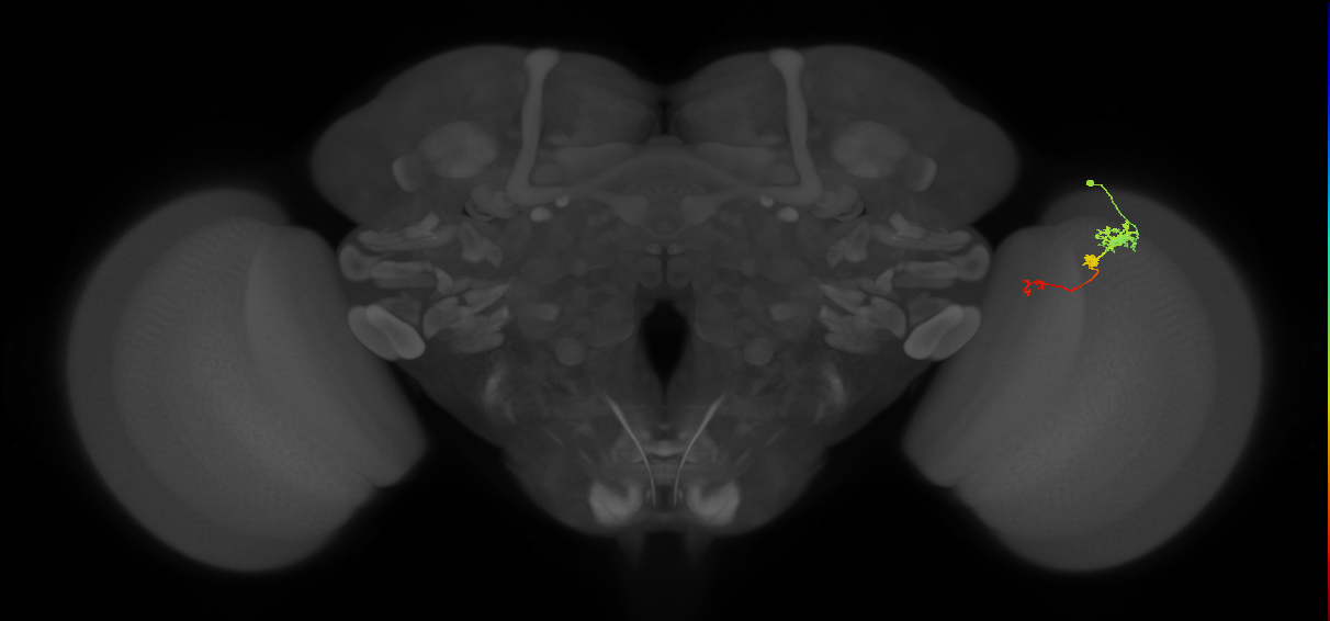Tm6_R (MaleCNS:113929)